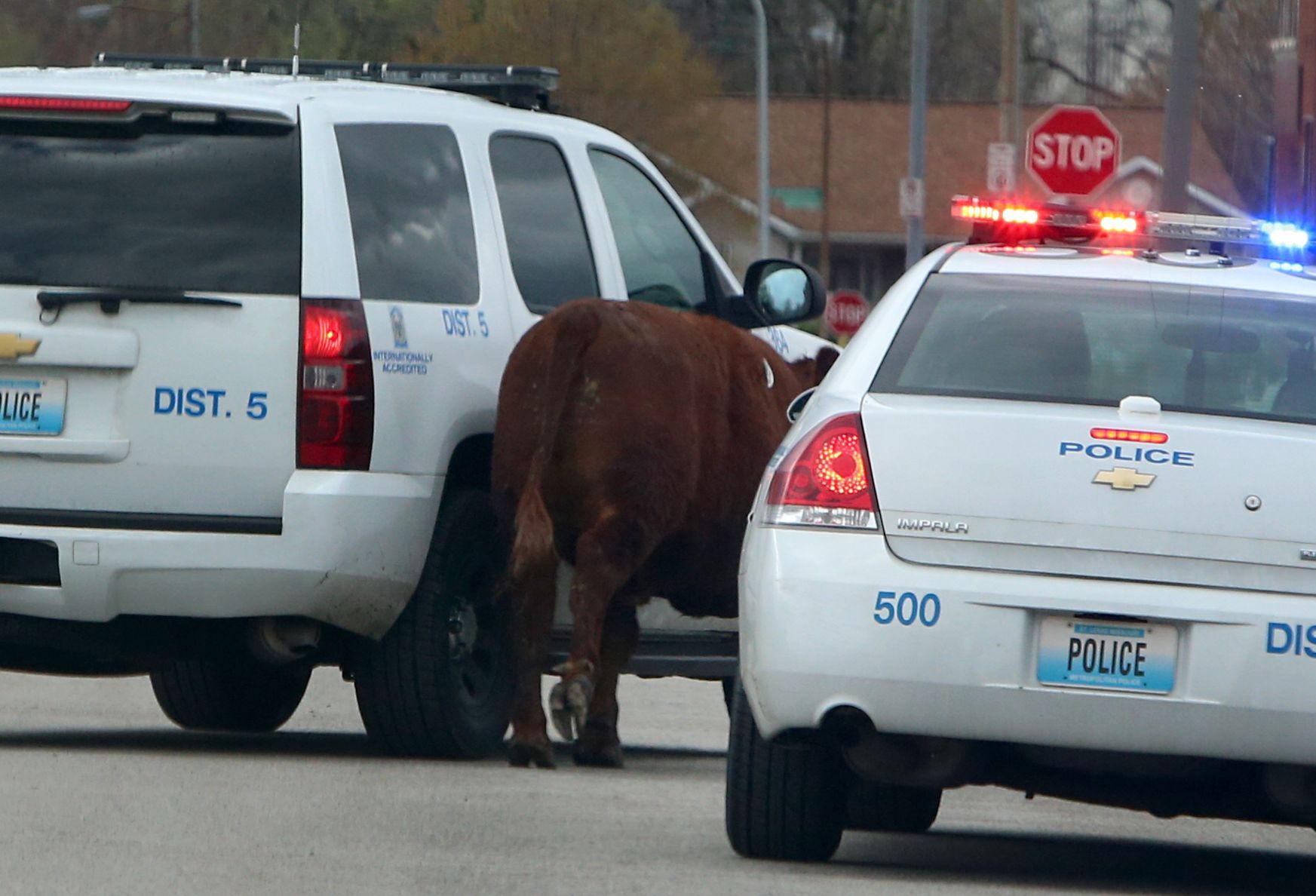 Steer breaks for freedom